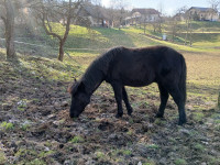 Prodam poni kastrata