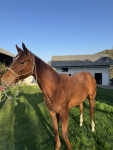 Prodam quaterhorse žrebico