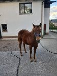 QUARTER HORSE