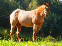 Quarter horse žrebec za pripust
