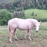 Quarter horse žrebica