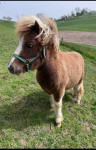 Šetlandski mini poni