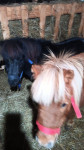 Šetlandski poni kobila in žrebec