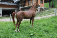 Plemenski žrebec arabec za pripust