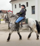 Žrebec norik za PRIPUST