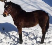 Žrebico POSAVKO - prodam
