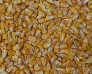 Luščena koruza - UGODNO- 0,30 € / kg