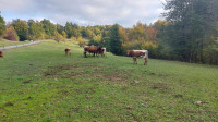 pašnik travnik