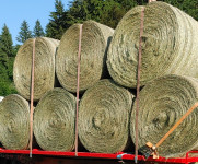 seno, bale 145cm