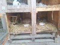 Kunci-zajci 3 Samci