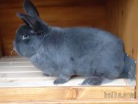 KUNEC-Modri dunajčan