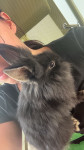 Lionhead Zajklja