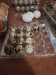 Prepeličja in kokošja bela jajca