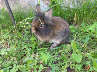 pritlikavi kunec zajcek