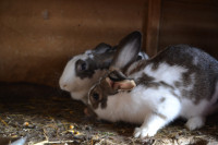PRODAM BREJO ZAJKLO NEMŠKI LISEC zajci kunci