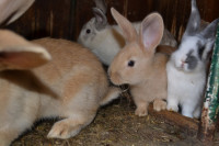PRODAM MLADE ZAJCE NEMŠKI LISEC, zajci,kunci