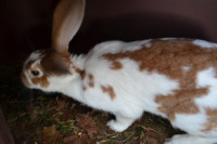 PRODAM ZAJKLO  NEMŠKI LISEC zajci kunci 1 leto stara