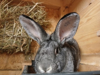 Zajci, Kunci, Nemški lisec, Belgijski orjak, Ovnači, Srebrec, Činčila