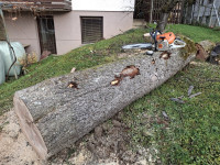 hruškovi plohi in deblo