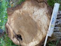 Oreh veja odźagana, zraščena in trula