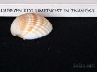 Albert Ellis - Ljubezen kot umetnost in znanost
