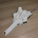 Lobanja jelena - Jelenja lobanja Trofeja (za nasaditev rogovja)