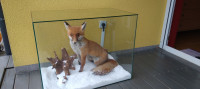 Nagačena lisica v stekleni škatli