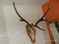 Plošče,lesene za lovske trofeje,jelen