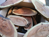 Podstavki za trofeje - tisa