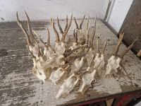 Prodam trofeje srnjaka
