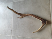 Rog srnjaka 37 cm