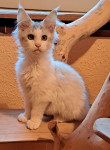 MAINE COON mladicki