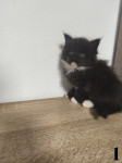 Maine Coon mladički