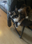 Maine Coon samičke