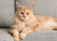 maine coon kupim