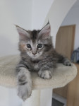 Maine coon