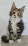 Maine coon