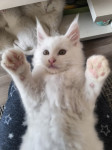 Maine Coon tip