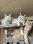 Maine Coon