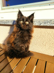 MLADIČKI MAINE COON