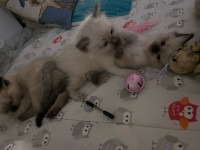 Prodam mucke Ragdoll