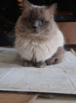 RAGDOLL samec za paritev