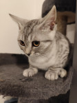 Whiskas mačići, krem mačić