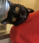 Muce in mačkoni za posvojitev