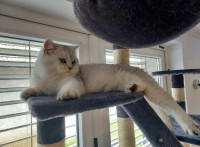 Britanka -  samec čaka samičko