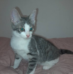 Podarim dva mucka mladička