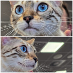 bengalska mačka bengal cat bengal mladici