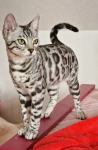 Bengalska mačka - SILVER MLADIČKI V SLOVENIJI - rodovnik FIFe