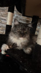 Maine Coon macke z rodovnikom
