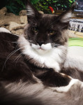 Maine Coon Cattery SI Pawli's